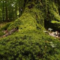 Foret copie