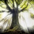Arbre lumiere racine 1